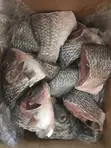 Wild Caught Tilapia (5kg) - 3