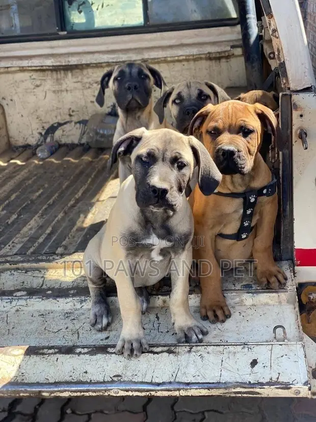 Female Purebred Boerboel Puppy (1-3 Months) - 1