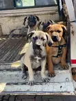 Female Purebred Boerboel Puppy (1-3 Months) - 1
