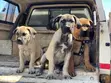 Female Purebred Boerboel Puppy (1-3 Months) - 2
