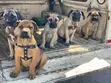 Female Purebred Boerboel Puppy (1-3 Months) - 3