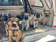 Female Purebred Boerboel Puppy (1-3 Months) - 4
