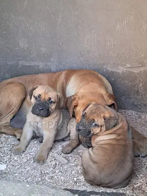 Purebred Boerboel Puppies - Male, 1-3 Months