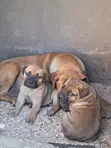 Purebred Boerboel Puppies - Male, 1-3 Months - 1