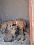 Purebred Boerboel Puppies - Male, 1-3 Months - 2
