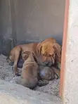 Purebred Boerboel Puppies - Male, 1-3 Months - 3