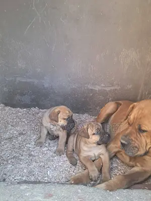Purebred Boerboel Puppies - 1-3 Months Old