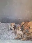Purebred Boerboel Puppies - 1-3 Months Old - 1