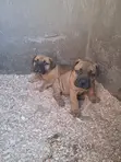 Purebred Boerboel Puppies - 1-3 Months Old - 2