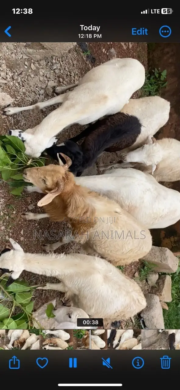 Sheep for Sale - 6 Available - 1