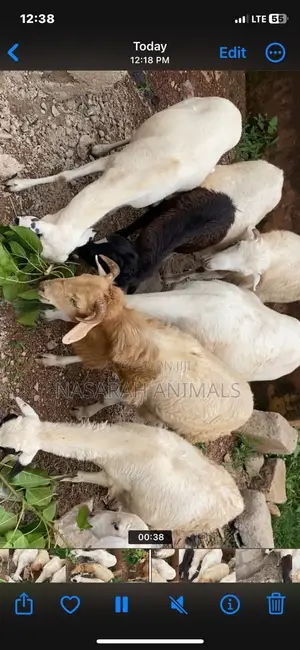 Sheep for Sale - 6 Available