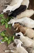 Sheep for Sale - 6 Available - 2