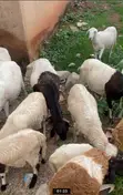 Sheep for Sale - 6 Available - 3