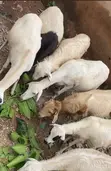 Sheep for Sale - 6 Available - 4