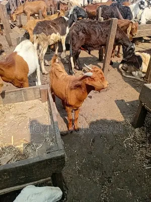 Goat and Sheep