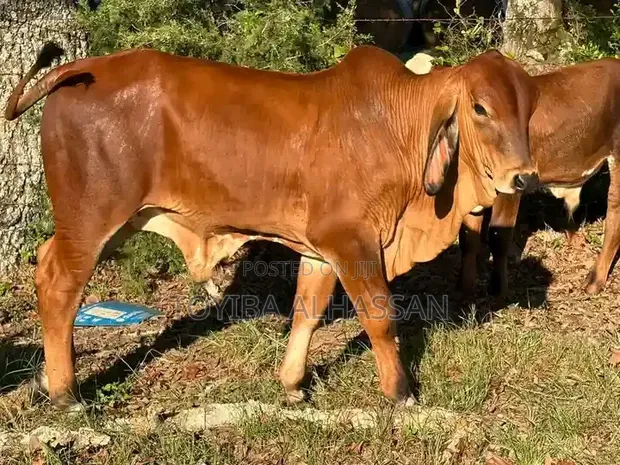 Young Gudali Cow - 1