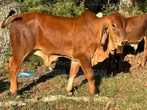 Young Gudali Cow