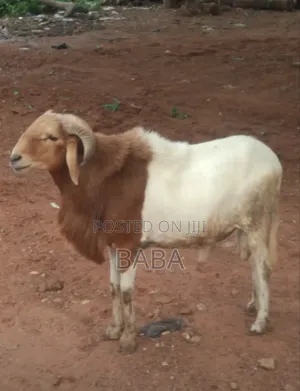 Sheep for Sale - Gushegu