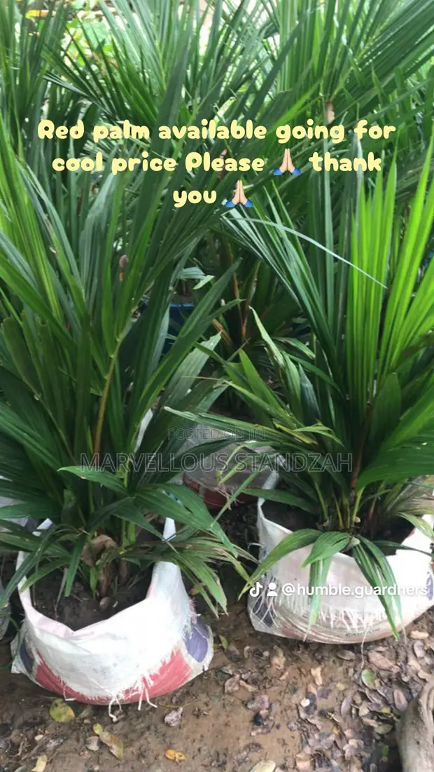 Red Palm Tree (Cyrtostachys renda) - 1