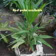 Red Palm Tree (Cyrtostachys renda) - 2