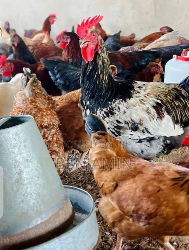 Sasso Chickens, Ducks, Turkeys, Rabbits, and Eggs for Sale - 1