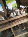 Sasso Chickens, Ducks, Turkeys, Rabbits, and Eggs for Sale - 2