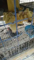 Sasso Chickens, Ducks, Turkeys, Rabbits, and Eggs for Sale - 3