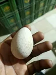 Sasso Chickens, Ducks, Turkeys, Rabbits, and Eggs for Sale - 4