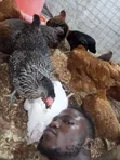 Sasso Chickens, Ducks, Turkeys, Rabbits, and Eggs for Sale - 5