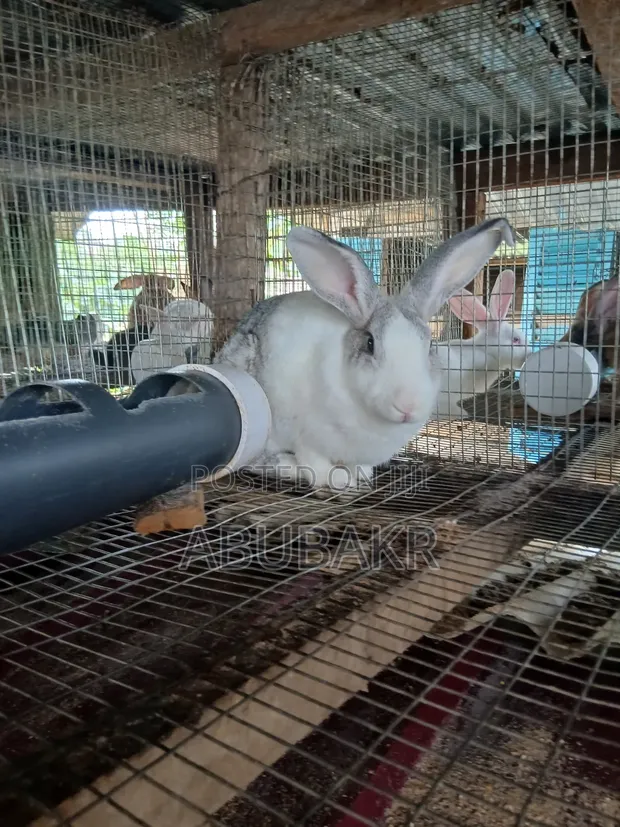 Gigantic Rabbits for Sale - 1