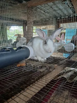 Gigantic Rabbits for Sale