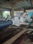 Gigantic Rabbits for Sale - 1
