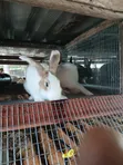 Gigantic Rabbits for Sale - 2