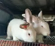Gigantic Rabbits for Sale - 3