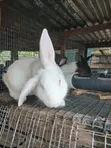 Gigantic Rabbits for Sale - 4