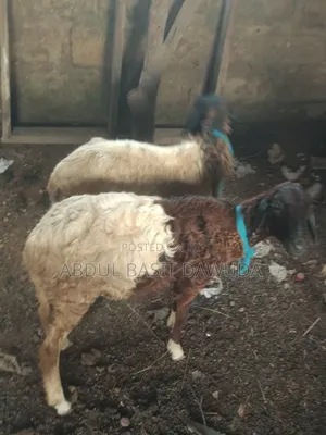 Sheep for Sale