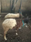 Sheep for Sale - 1