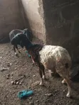 Sheep for Sale - 2