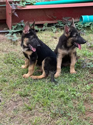 Purebred German Shepherd Puppy - 1-3 Months Male