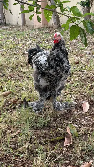 Brahma Chicken for Sale