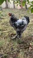 Brahma Chicken for Sale - 2