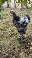 Brahma Chicken for Sale - 3