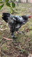 Brahma Chicken for Sale - 4