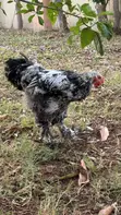 Brahma Chicken for Sale - 5