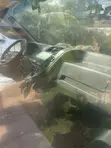 Mercedes-Benz Vito 2001 - 4