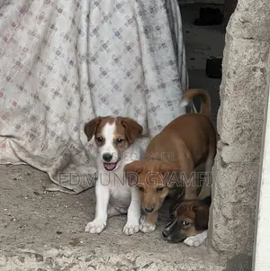 Male Mongrel Puppy (1-3 Months)