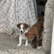 Male Mongrel Puppy (1-3 Months) - 1