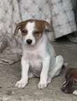 Male Mongrel Puppy (1-3 Months) - 2