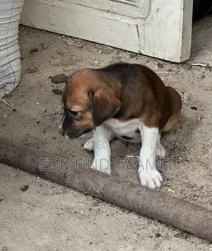 Female Mongrel Puppy, 1-3 Months Old