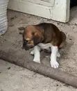 Female Mongrel Puppy, 1-3 Months Old - 1